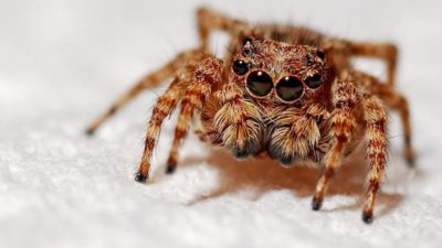 Lorem ipsum gibi yapay metinler yerine, gerçek anlam taşıyan bu